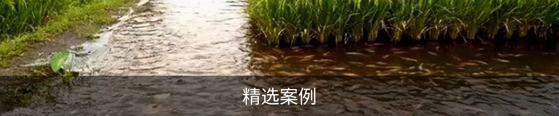 精选案例